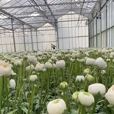 Serre à double couche en verre pour les fleurs sur mesure selon vos spécifications