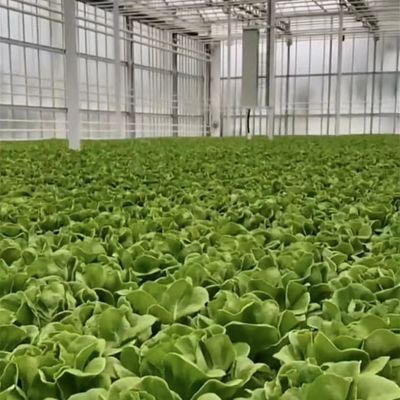 Serre à double couche en verre pour les fleurs sur mesure selon vos spécifications