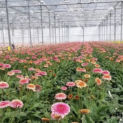 Serre à double couche en verre pour les fleurs sur mesure selon vos spécifications