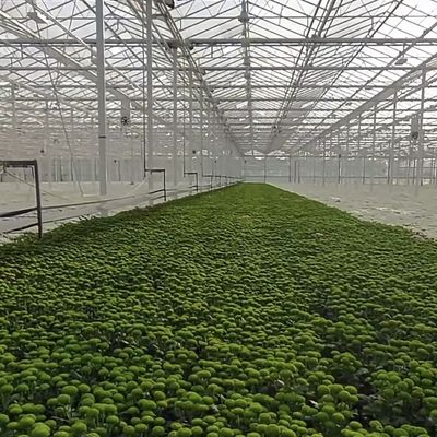 Serre à double couche en verre pour les fleurs sur mesure selon vos spécifications