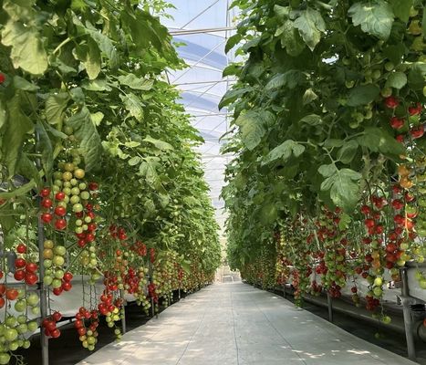Serre en verre à couche unique pour l'horticulture adaptée à vos besoins