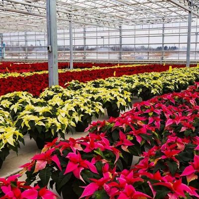 Serre en verre à couche unique pour l'horticulture adaptée à vos besoins