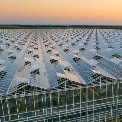 Serre en verre à couche unique pour l'horticulture adaptée à vos besoins