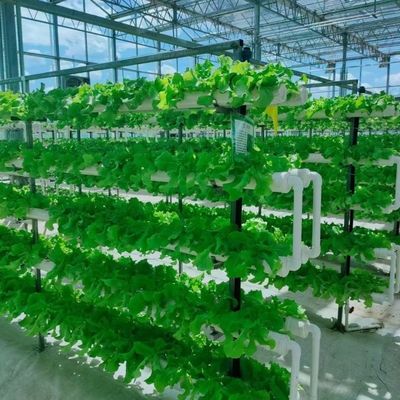 Serre en verre à couche unique pour l'horticulture adaptée à vos besoins