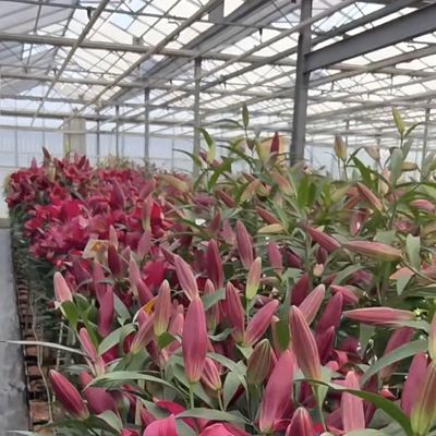 Origine chinoise Verre de serre pour les fleurs 30 jours de retour 100.000 kg de poids brut