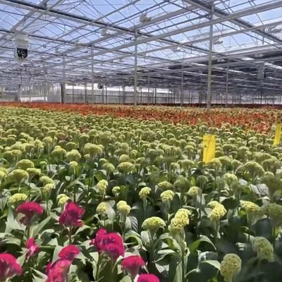 Monnaie américaine Serre en verre pour la culture de plantes 100.000 kg Poids brut du paquet