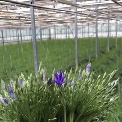 Monnaie américaine Serre en verre pour la culture de plantes 100.000 kg Poids brut du paquet