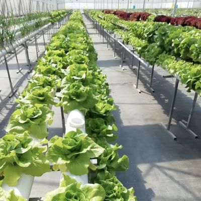 Serre en verre agricole Retraite pour les cultures Demande personnalisée 20 US/m2