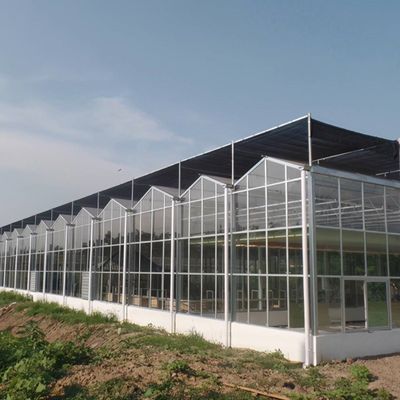 Serre à lumière du soleil, hydroponie à plusieurs étendues, serre en film plastique pour exploitation agricole commerciale