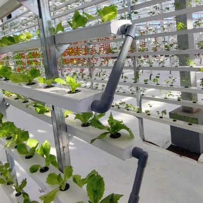 Grande serre en verre pour une croissance durable US 20 / mètre carré Grande taille