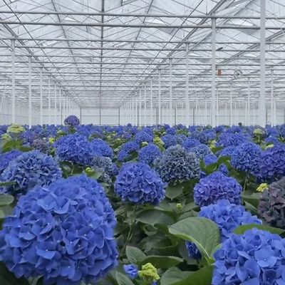 Serre en verre à fleurs personnalisée pour la culture de fleurs