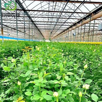 Produit à base d'hydroponie à longue portée en plastique, serre agricole pour exploitation commerciale