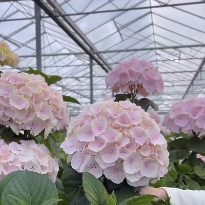 Serre en verre à fleurs personnalisée pour la culture de fleurs