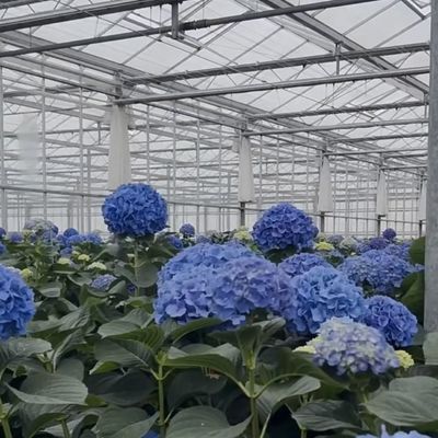 Oasis de serre en verre écologique pour les solutions de culture des plantes