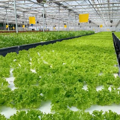 Jardin dynamique avec serre en verre coût d'expédition abordable et serre