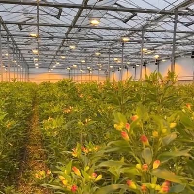 JX-A00133 Blossom Haven avec serre en verre Coût d'expédition et délai de livraison estimé