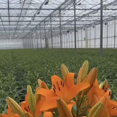 JX-A00133 Blossom Haven avec serre en verre Coût d'expédition et délai de livraison estimé
