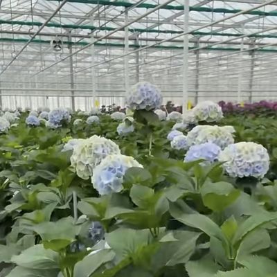JX-A00133 Blossom Haven avec serre en verre Coût d'expédition et délai de livraison estimé