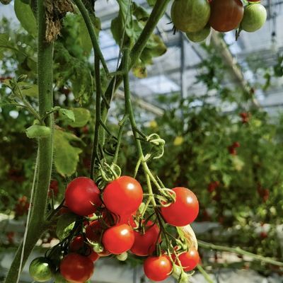 Serre hydroponique à toit creux pour la culture de fleurs Coût de livraison et échantillons