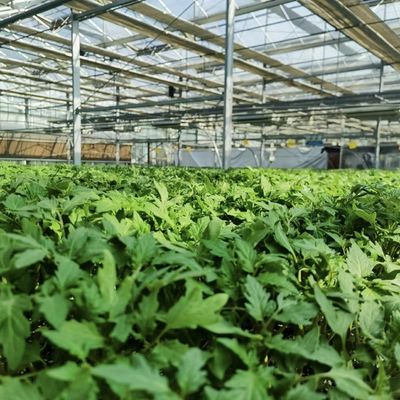 Serre hydroponique à toit creux pour la culture de fleurs Coût de livraison et échantillons