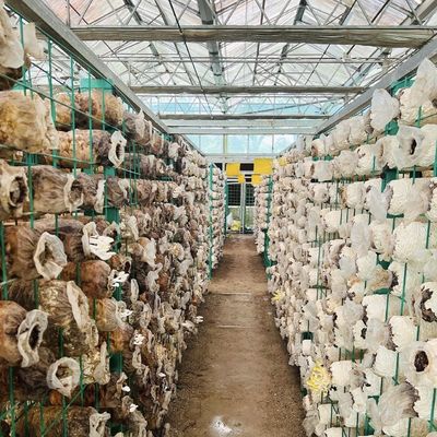 Serre en verre hydroponique à double couche avec écran d'ombrage Poids 100.000kg Paquet