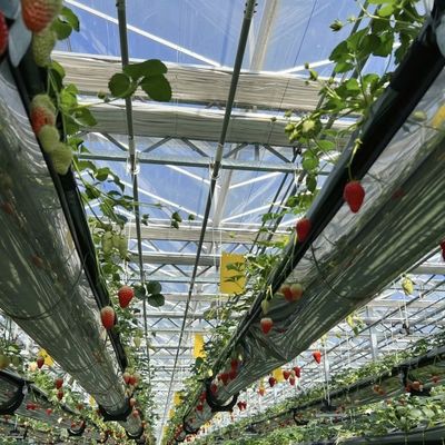 Serre en verre hydroponique à double couche pour la culture de fleurs abordable et durable