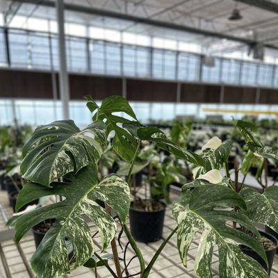 Serre en verre hydroponique à double couche pour la culture de fleurs abordable et durable