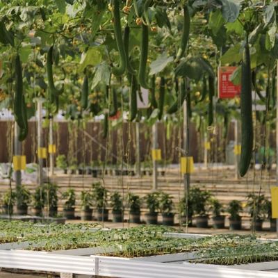 Paquet Poids brut 100.000 kg Serre en verre unique avec irrigation à goutte à goutte et flotteur