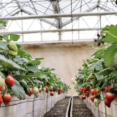 Serre en verre à goutte à goutte polyvalente et personnalisable pour la culture de fleurs