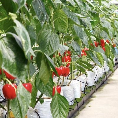 Serre en verre à goutte à goutte polyvalente et personnalisable pour la culture de fleurs