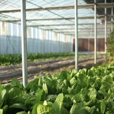 Serre hydroponique à structure en acier et toit en verre pour la culture et la plantation de grandes fleurs
