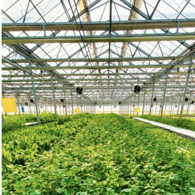 Serre en verre hydroponique pour la culture de fleurs Retour de 30 jours Remboursement d'un type de toit