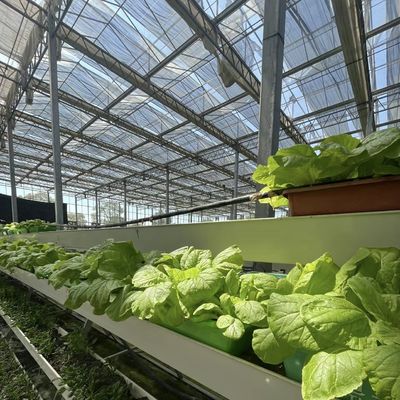 JX-A00259 Serre en verre hydroponique d'origine chinoise pour la culture de fleurs à un prix abordable