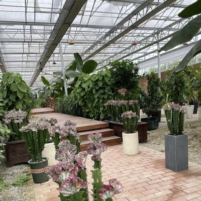 JX-A00259 Serre en verre hydroponique d'origine chinoise pour la culture de fleurs à un prix abordable