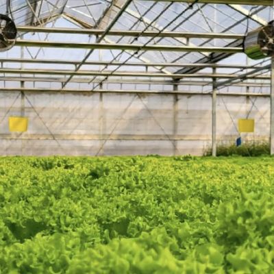 Serre en verre à double couche à système multiple pour la culture de fleurs