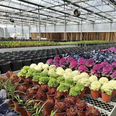 US 20 m2 de toiture en verre Serre hydroponique pour les matériaux de culture de fleurs