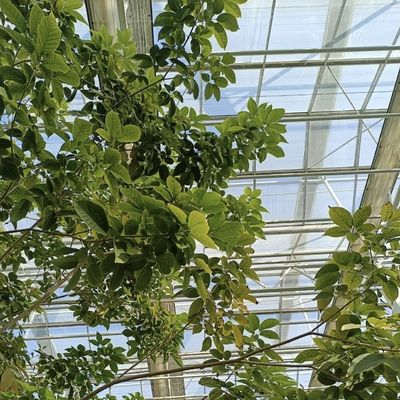 Serre en verre d'origine chinoise pour la culture de fleurs