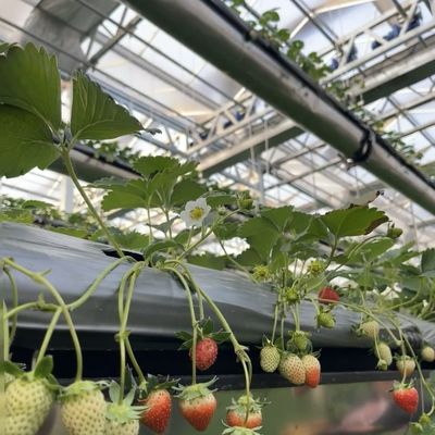 Retour des restitutions Serre en verre à goutte à goutte à double couche pour la culture des fleurs