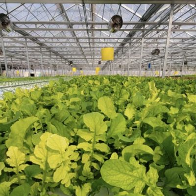Retour des restitutions Serre en verre à goutte à goutte à double couche pour la culture des fleurs