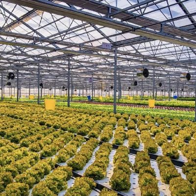 Serre en verre personnalisée avec système de fleurs et forme de toiture personnalisée