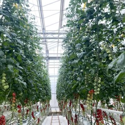 Transformez votre entreprise de culture de fleurs avec une serre en verre hydroponique à couche unique