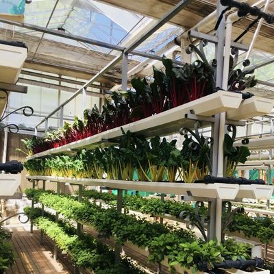 Transformez votre entreprise de culture de fleurs avec une serre en verre hydroponique à couche unique
