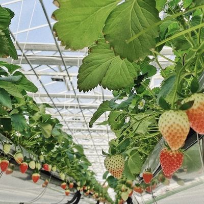 Transformez votre entreprise de culture de fleurs avec une serre en verre hydroponique à couche unique