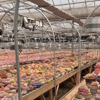 Système d'hydroponie de serre en verre pour la culture de fleurs