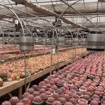 Système d'hydroponie de serre en verre pour la culture de fleurs