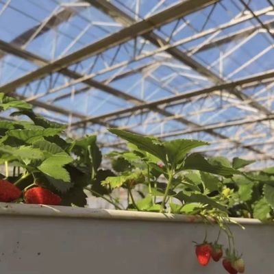 Système d'hydroponie de serre en verre pour la culture de fleurs