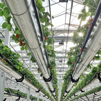 Système d'hydroponie de serre en verre pour la culture de fleurs