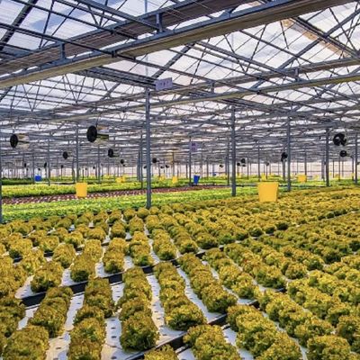 Serre en verre à toit creux à plusieurs étages pour la culture de fleurs US 20/m2