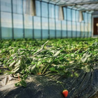 Système hydroponique de fleurs dans la structure en acier Serre en verre flottant avec personnalisation