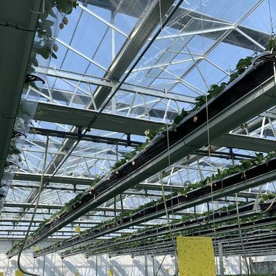 Système hydroponique de fleurs dans la structure en acier Serre en verre flottant avec personnalisation